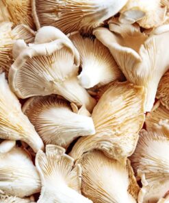 Buy Oyster Mushrooms