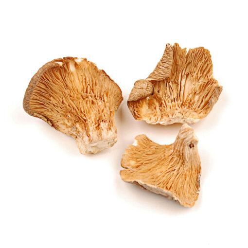 Oysters Mushroom