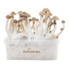 Fresh Mushrooms Grow Kit