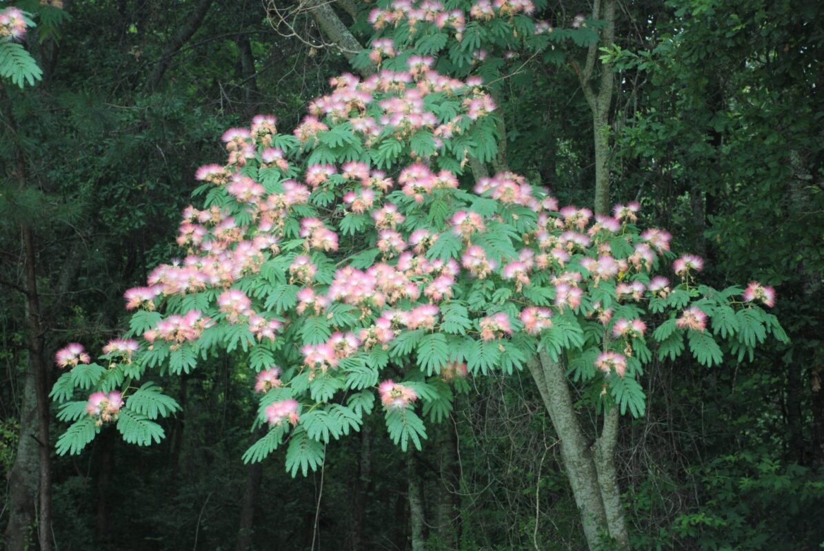 Mimosa hostilis a mysterious tree